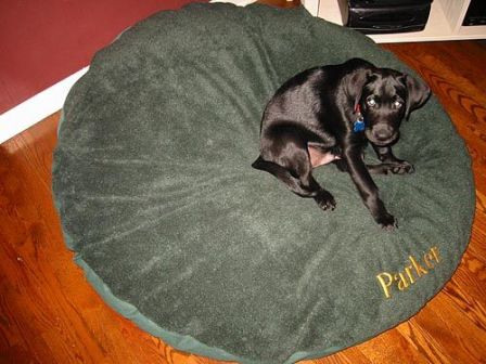 Parker on his first big bed