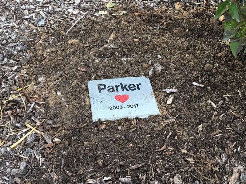 Parker the black lab, 2003-2017